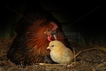Two day old chick with his/her mother [AT]