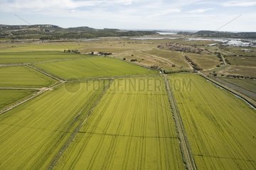 Cereal fields at Grand Mandirac in Aude France