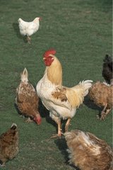 Coq et poules dans l'herbe