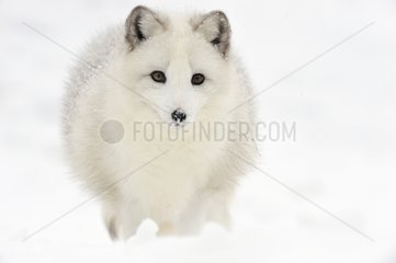 Arctic fox in the snow in winter