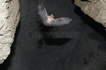 Greater horseshoe bat flying in a cave Bulgaria