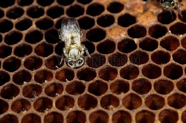 Geburt einer männlichen Biene  die aus ihrer Zelle kommt