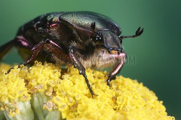 Rose Chafer posed on an inflorescence Orleans France