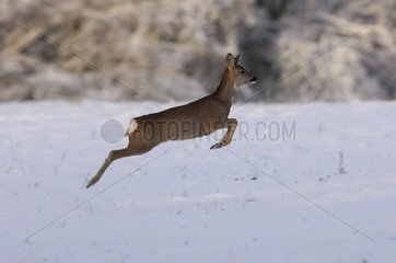 Hind Roe-deer jumping in snow Vosges France