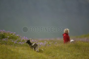 Arctic Fox and woman taking promenade in a meadow Iceland