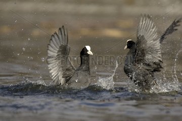 Two male common Coots fighting on the water Germany