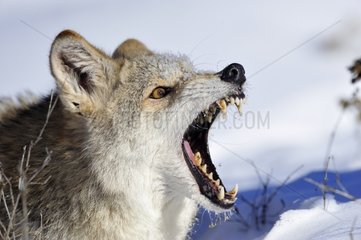 Coyote showing fangs Rocky Mountains Montana USA