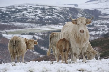 Charolaise Kühe und Kälber im Schnee -Lozère Frankreich