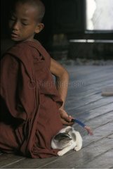 Young monk playing with a kitten in a temple Burma
