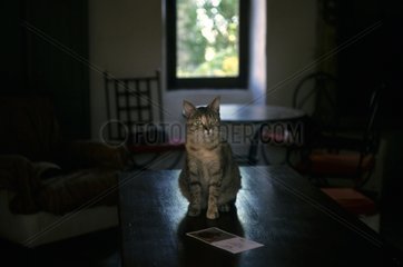 Cat on a table