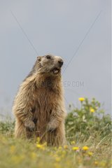 Alpine Marmot whistling Pyrenees Spain