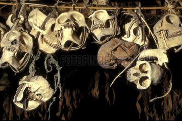 Crânes de singe pour pharmacopée Ile de Siberut Indonésie
