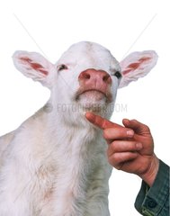 Eleveur touchant le menton d'un veau charolais