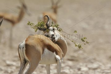 Springbok ayant accroché un arbuste et se grattant le dos