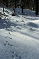 Hase -Abdrücke im Schnee in Winter Jura Frankreich
