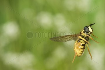 Portrait of a Syrphid flighting Saone-et-Loire France