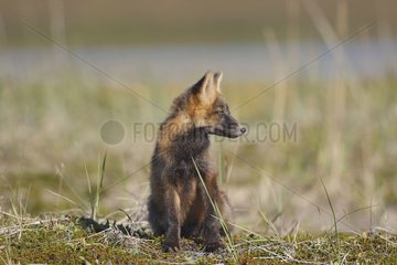 Young Red fox in dark phase sitting in tundra Nome Alaska
