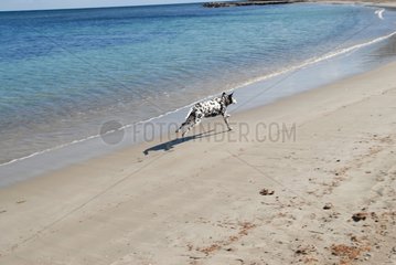 Dalmatian running on an Ibiza beach Spain