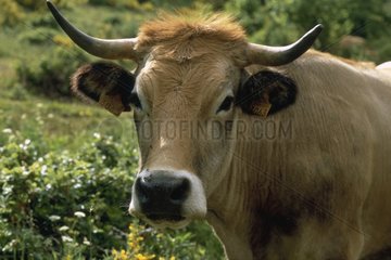 Portrait de Vache Aubrac France