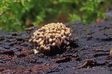 Red Raspberry Slime Molds on a dead wood Essonne France