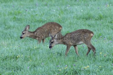 Fawns of deer grazin in a meadow France