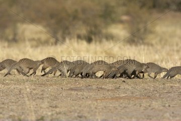 Banded Mongooses MasaÏ Mara Kenya