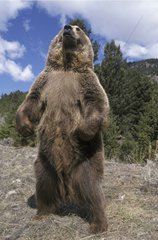 Grizzly debout Alaska USA