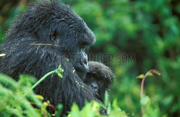 Mountain gorillas and young Volcanoes National Park Rwanda