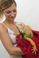 Owner drying her Red Iguana after the bath