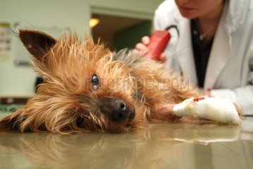 Preparation of the dog in treatment room before the operation