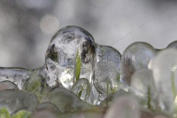 Grass stalks trapped in the ice Bas-Rhin France