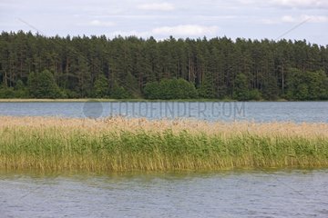 Reed bed on Wigry Lake National Park Wigry Poland