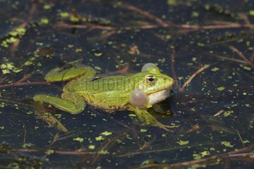 Lektion Frosch mit Stimmbeuteln auf der Oberfläche schwimmen