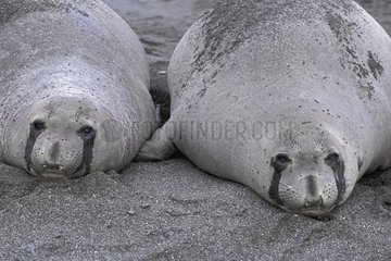 Eléphants de mer du Nord femelles allongées sur le sable