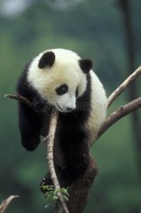 Grand Panda perché sur une branche Sichuan Chine