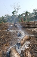 Plot of forest burned for the culture of manioc Brasil