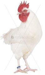 White cock of Gâtinais breed