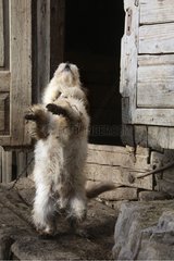 Dog Carpathian Romania