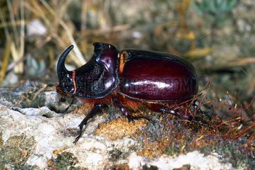 European rhinoceros beetle walking on the ground