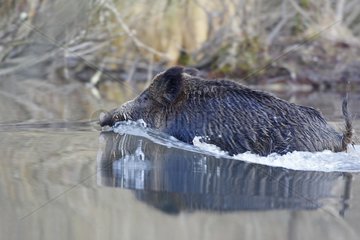 Boar through a dead arm by swimming the Rhine Forest