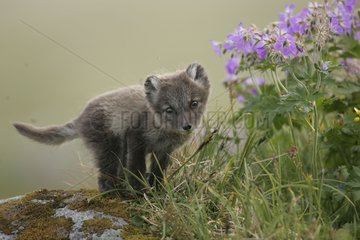 Arctic Fox Cub beobachtet mit Neugier aus seiner Höhle