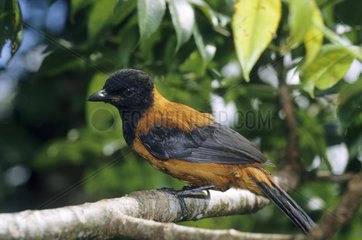 Hooded Pitohui perched on a branch New Guinea