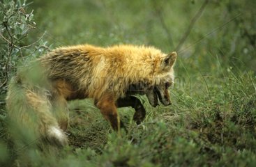 Rotes Fuchs kratzt  um ein arktisches gemahlenes EichhÃ¶rnchen zu graben