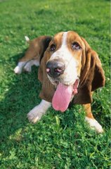 Dog Basset hound laid down in grass Moselle France