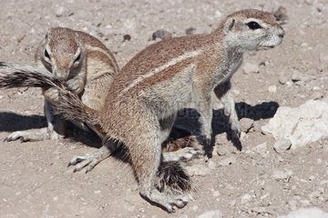 Meeting and toilett between South African Ground Squirrel