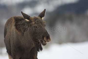 Young Elk in the snow Lawnes Flatanger Norway