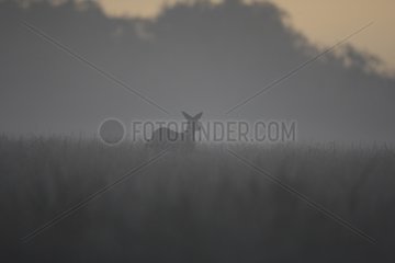 Roe Deer crossing a meadow in the morning mist