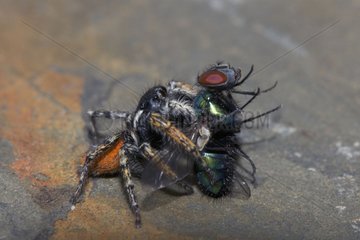 Jumping spider male eating a fly Bulgaria