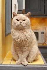 British Shorthair Cat sitting in the kitchen