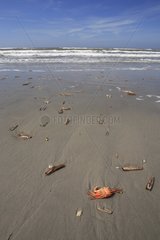 Crab and shells on the beach Schiermonnikoog NP Netherlands